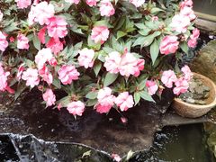 -乡村小榭饭店