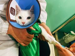 -米苏动物医院·犬猫专科·骨科外科内窥镜