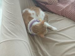 -怪兽屋·羊驼·猫咖·狗咖(俊华广场店)