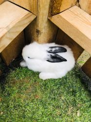 -萌宠亲子动物乐园(槐房万达店)