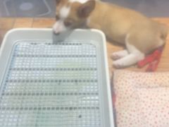 -狗道宠物(常熟印象城店)