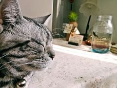 android_upload_pic-海边的猫和咖啡馆