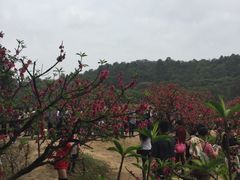 -南国桃园旅游度假区