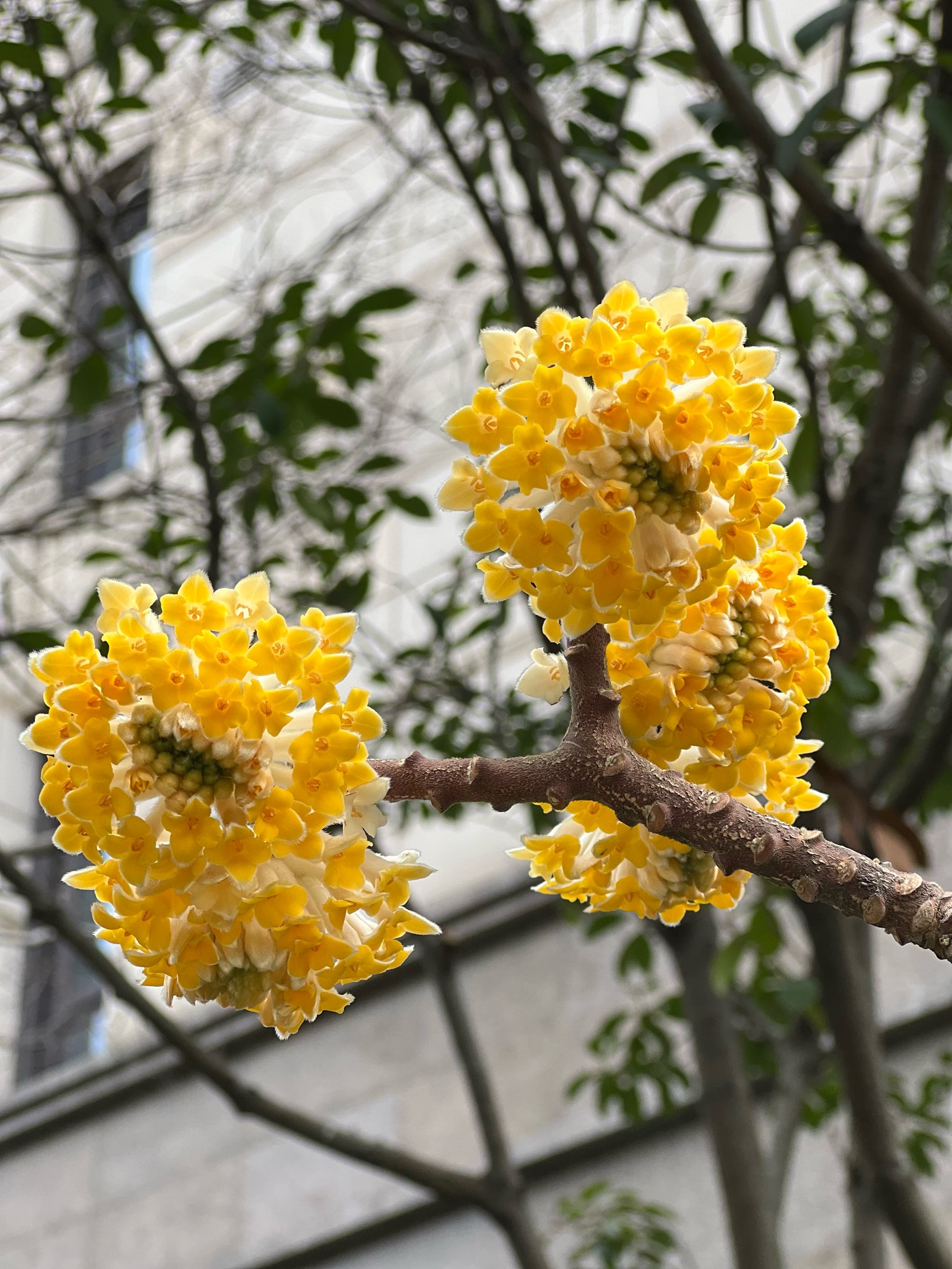 结灯花的征兆图片