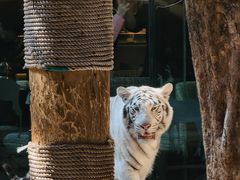 -麒麟中餐厅·经典粤菜·地道菜式老字号(广州长隆酒店)