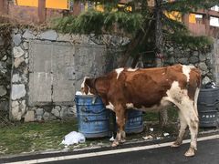 -硗碛藏寨·神木垒景区