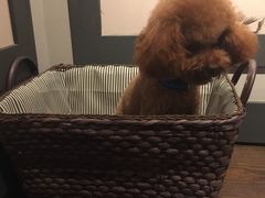 -翊宠yipet猫狗购宠庄园犬舍•猫舍