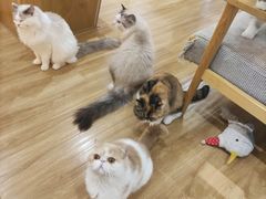 -滚猫咖啡·猫咖·猫友好撸猫(未来城店)