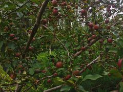 -永定河休闲森林公园