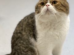 -Cappucimeow猫咪咖啡馆(韦伯时代店)