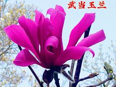 -国家植物园