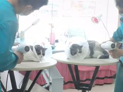 -北京观赏动物医院·24小时大型综合·猫专科·异宠专科