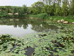 -同里国家湿地公园