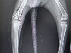 -乐琪宠物医院·犬猫专科·骨外科·急重症