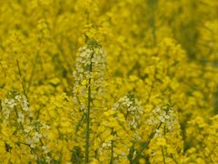 -中国天府农业博览园