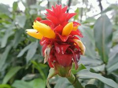 android_upload_pic-广西壮族自治区药用植物园