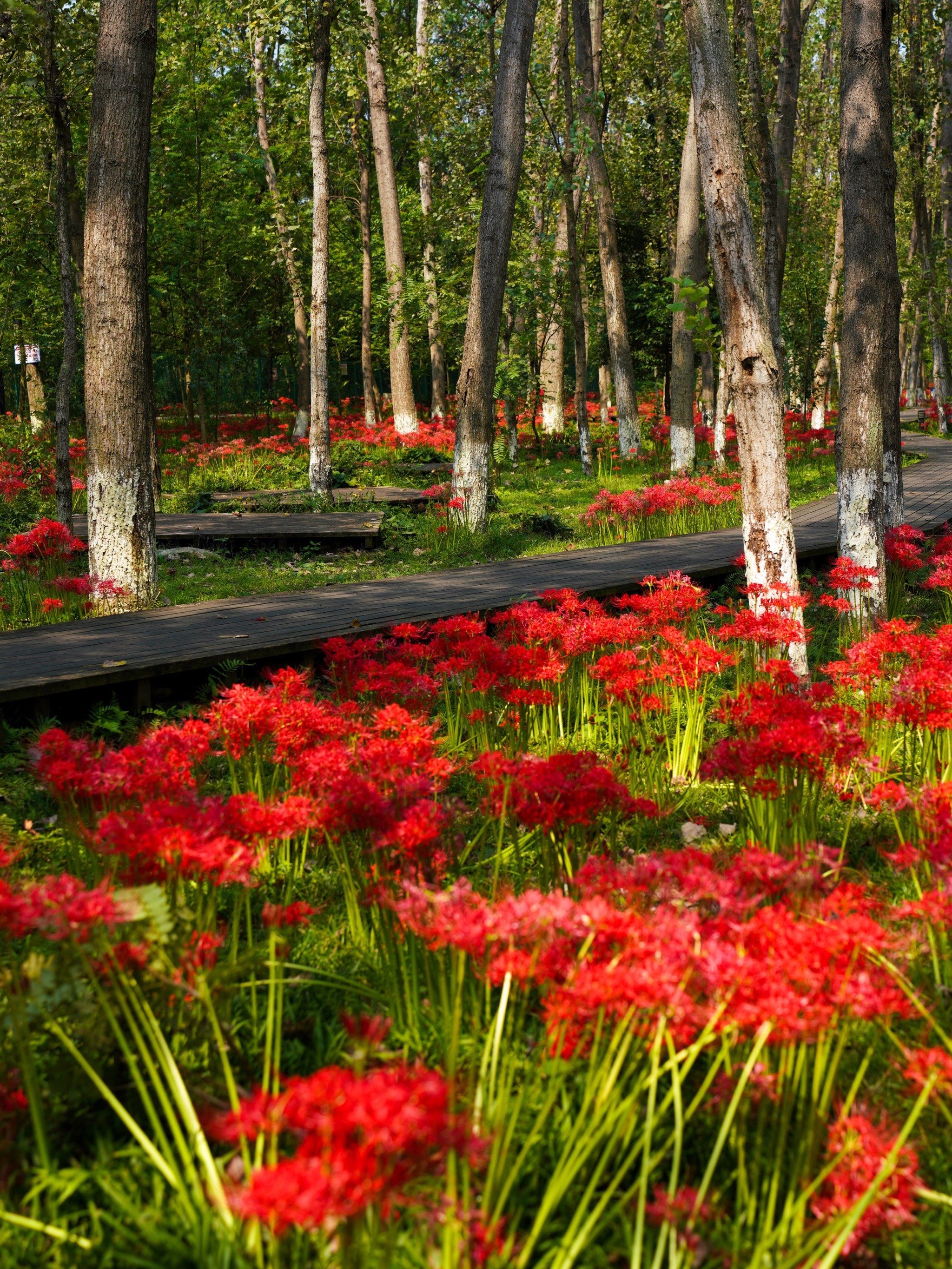我拍到的治愈系风景 #分享治愈系风景 #看到好看的花一定要分享给 