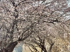 -国际非物质文化遗产博览园