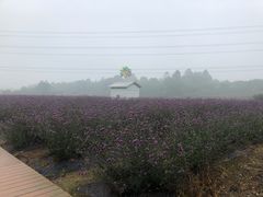 -紫颐香薰山谷景区