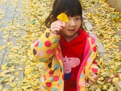 -三里屯东五街银杏大道