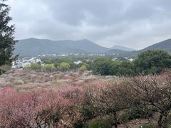 -香雪海