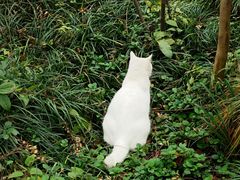 -西湖外事游船(花港观鱼码头)