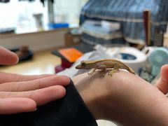 -酷以爬仙阁实体爬宠店·守宫·蜥蜴·专业繁育