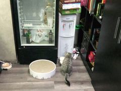 -猫尾侦探俱乐部·剧本杀·狼人杀