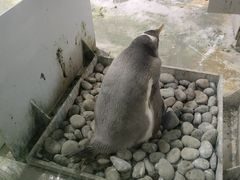 -大连圣亚海洋世界