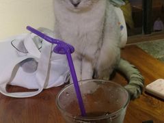 -more than meow吴止猫主题餐厅(承德 中船汇店)