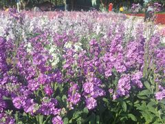-松山湖梦幻百花洲