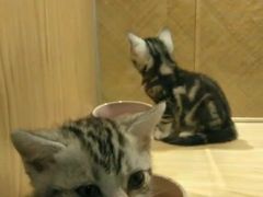 -屋虎猫馆(宝安大仟里店)
