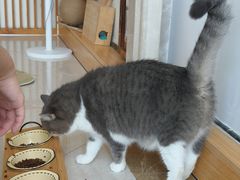 -Catmate·猫肥家润(金润铂宫店)