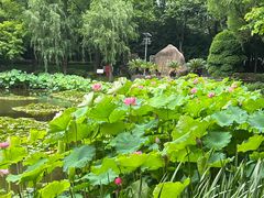 -陈家山荷花公园