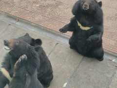 -西霞口神雕山野生动物世界