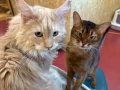 -和它·交个朋友·狗咖猫咖(爱琴海店)