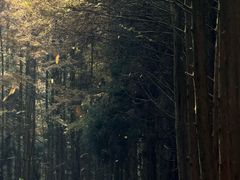 -山王坪喀斯特国家生态公园