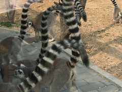 -原山国家森林公园