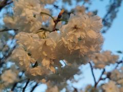 -天适樱花悠乐园