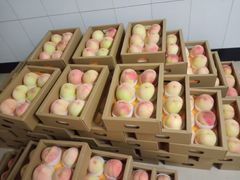 -老袁家蜜桃农场·阳山水蜜桃