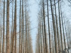 -东平国家森林公园