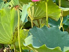 -苏州河梦清园环保主题公园