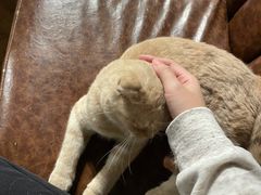 -猫小院猫主题餐厅(三里屯店)