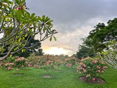 -中国科学院西双版纳热带植物园