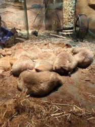 -Zoolung Zoolung动物主题公园(海信广场店)