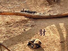 -大连森林动物园