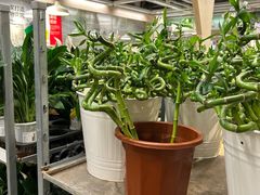 -宜家家居(四元桥商场店)