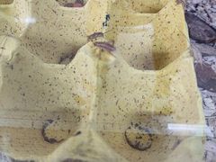 -上海昆虫博物馆