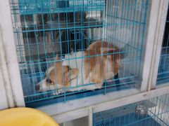 -萌兽医馆·宠物医院·猫骨科(创景店)