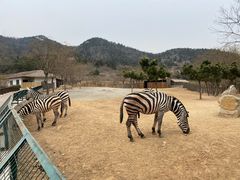 -青岛森林野生动物世界